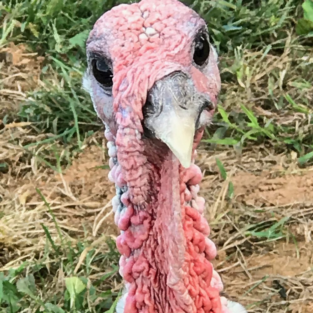 Hidden Creek Farm - heritage turkey