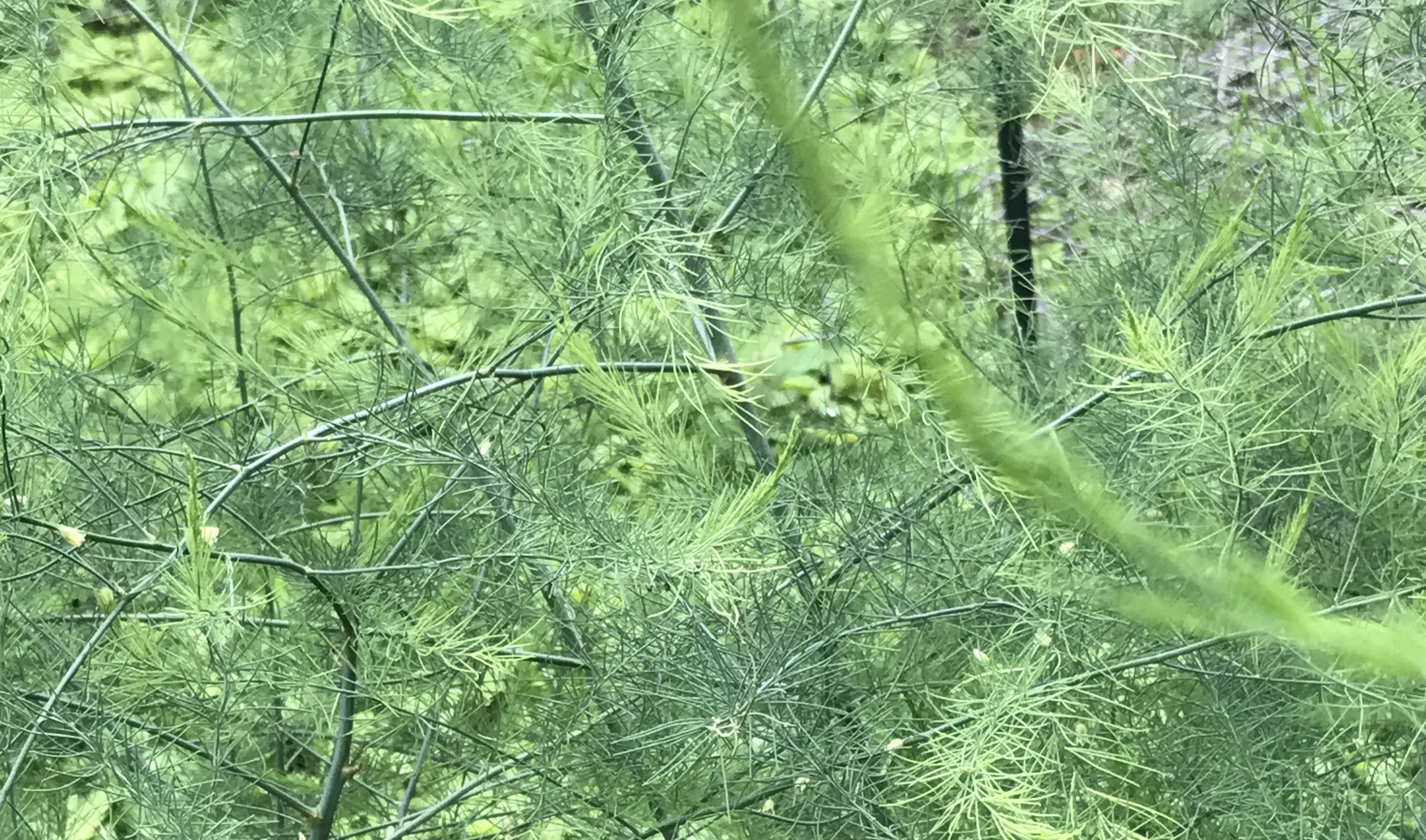 asparagus Hidden Creek Farm LLC