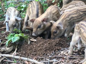Hidden Creek Farm - Tamalitsa Pigs for sale Pork for sale