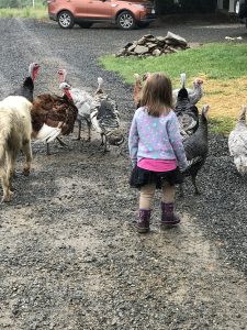 Little girl walking behind turkeys