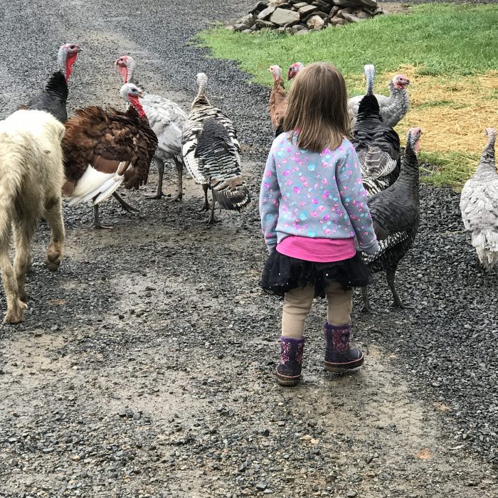 Little girl walking behind turkeys