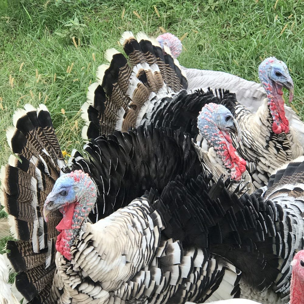 Hidden Creek Farm - Heritage Turkeys