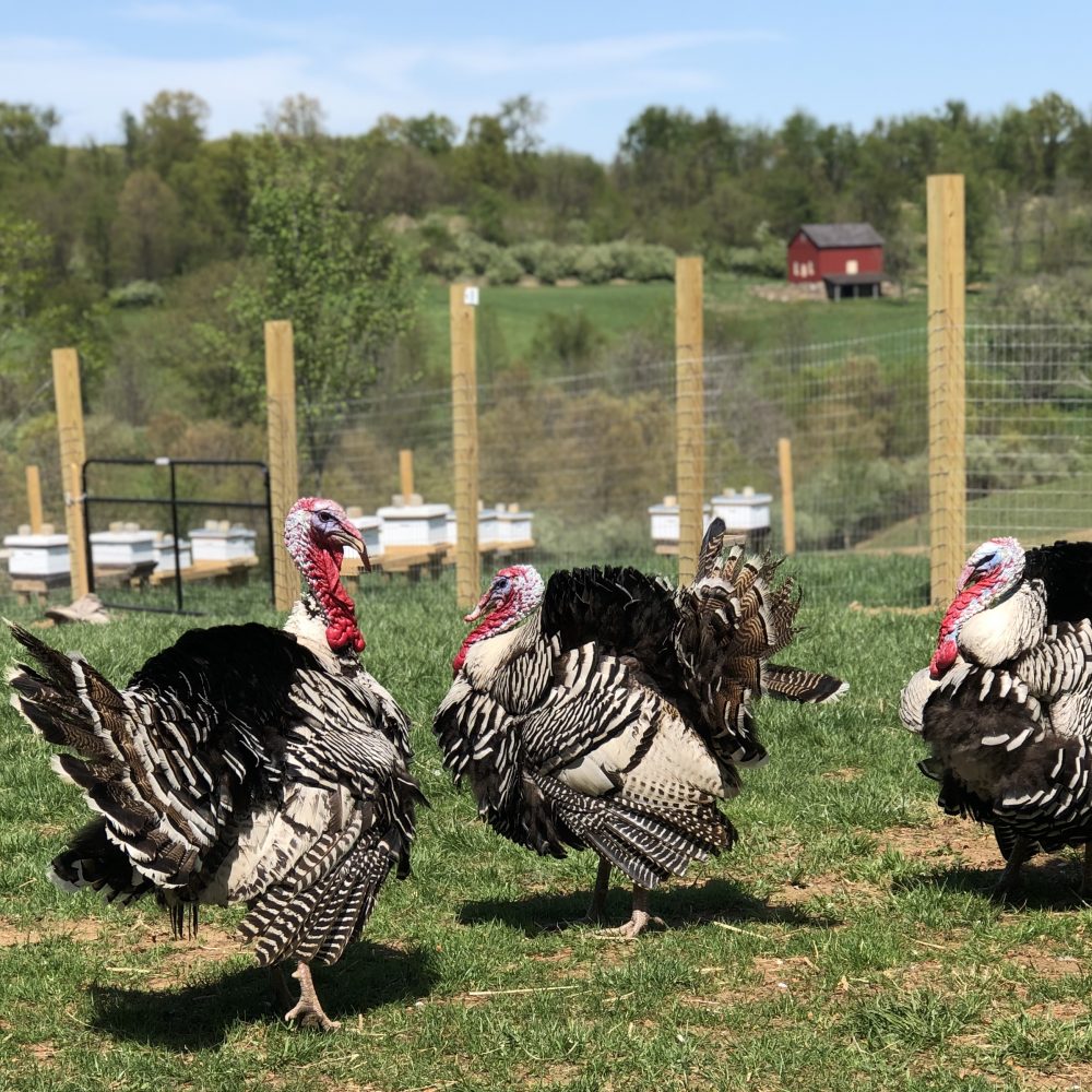 Hidden Creek Farm - heritage turkeys