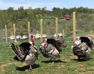 Hidden Creek Farm - heritage turkeys