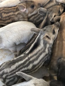 Hidden Creek Farm - Pigs for sale Pork for sale