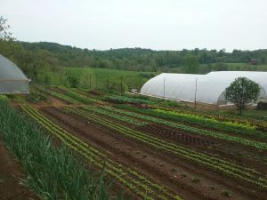 Hidden Creek Farm - CSA Farmshare Virginia