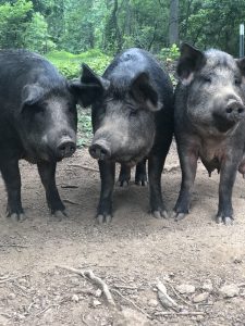 Hidden Creek Farm - Pork for sale Pigs for sale
