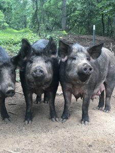 Hidden Creek Farm - Pork for sale Pigs for sale