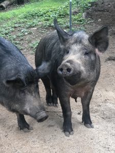 Hidden Creek Farm - Pork For sale Pigs for sale