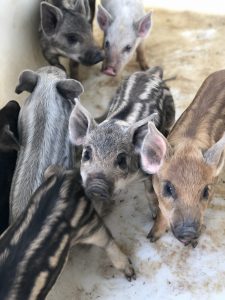 Hidden Creek Farm - Pigs for sale Pork for sale