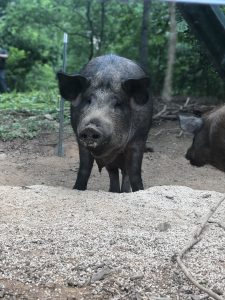 Hidden Creek Farm - Pork For Sale Pigs For Sale