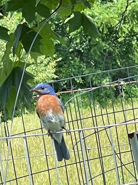 Hidden Creek Farm - Conservation