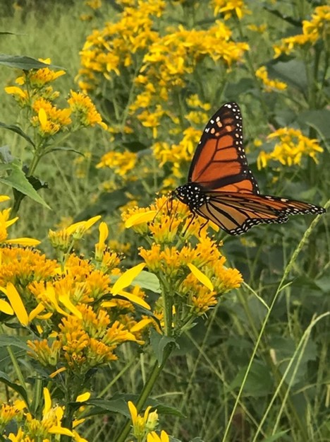 Hidden Creek Farm - Conservation