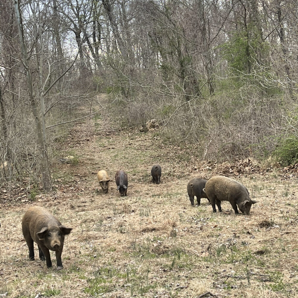 Hidden Creek Farm - Pork for sale Pigs for sale