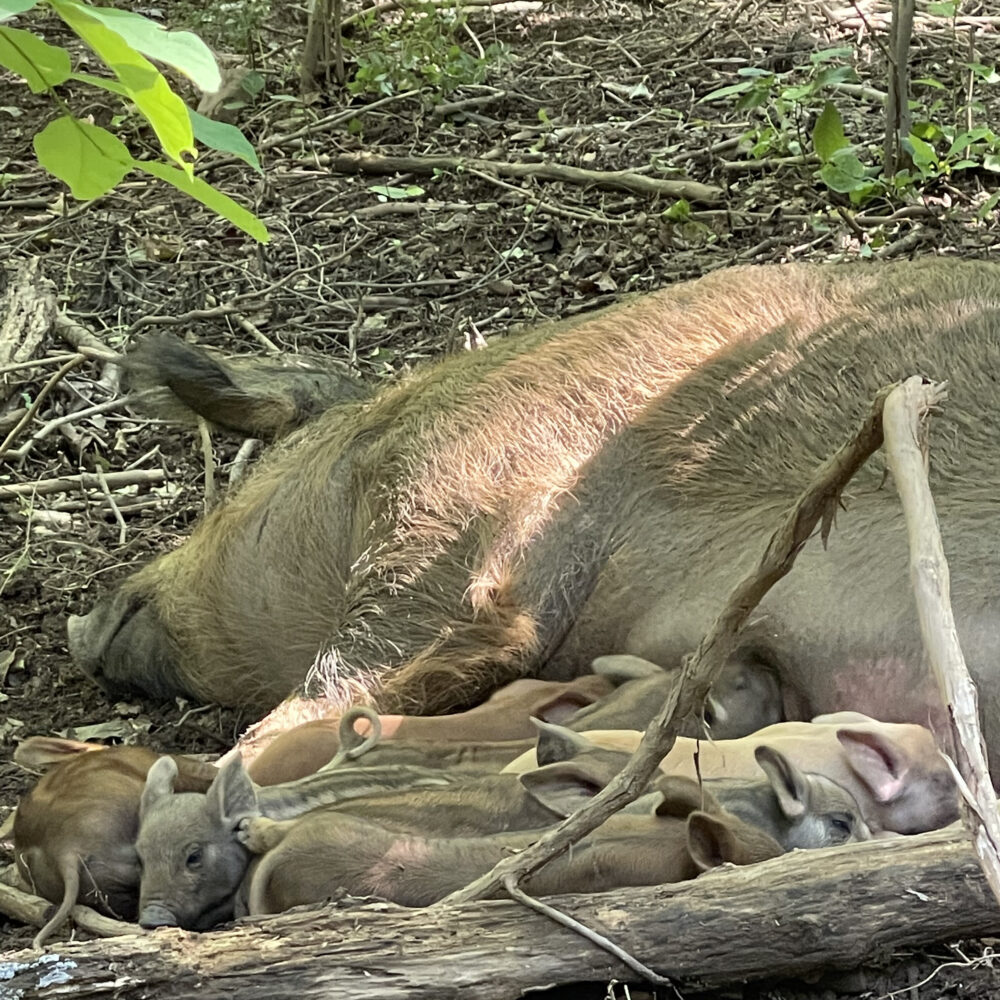 Hidden Creek Farm - Pork for sale Pigs for sale