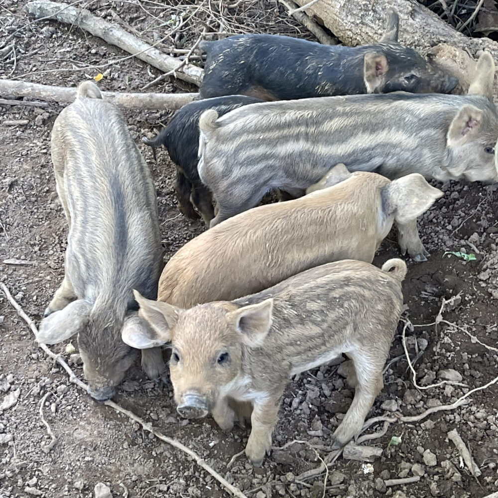 Hidden Creek Farm - Pork for sale pigs for sale