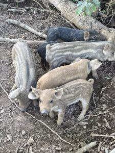 Hidden Creek Farm - Pork for sale pigs for sale