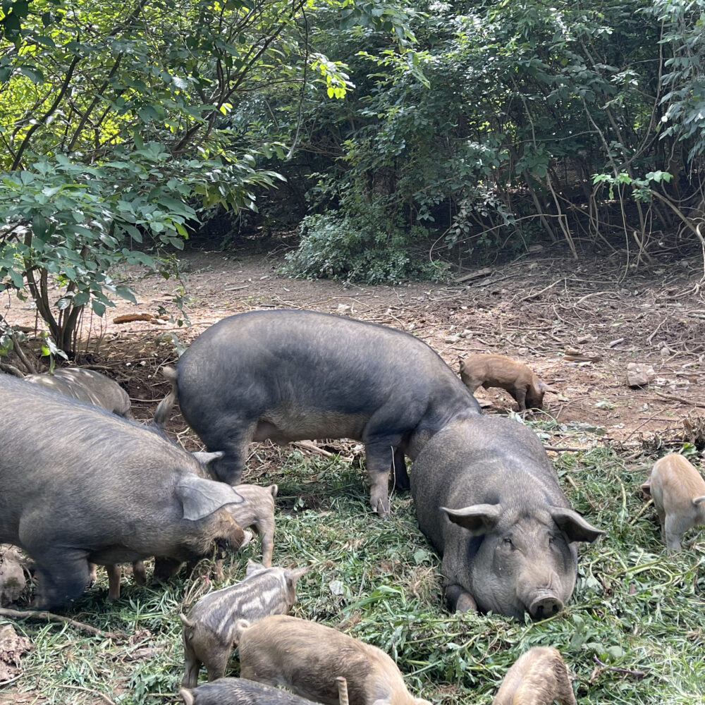 Hidden Creek Farm - Pork for sale Pigs for sale