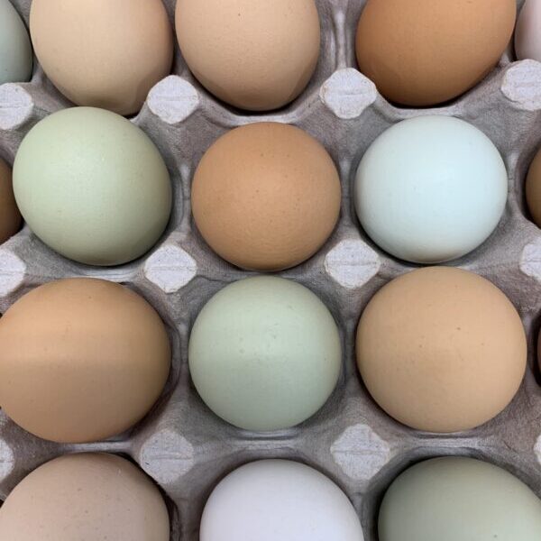 Hidden Creek Farm CSA heritage eggs