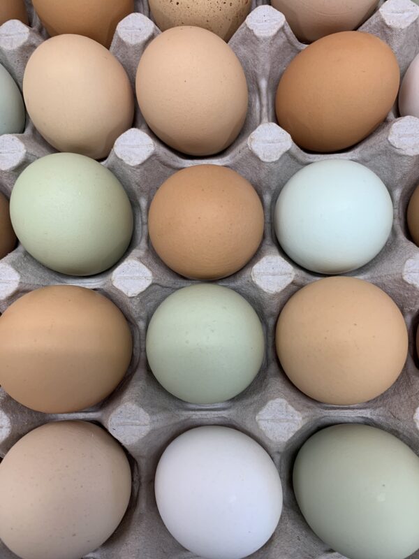 Hidden Creek Farm CSA heritage eggs