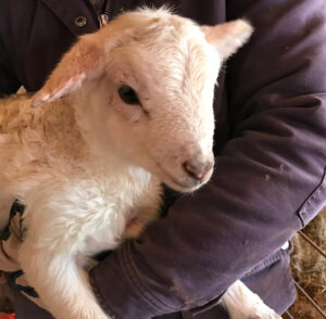 Close-Up Of White Katahdin Lamb