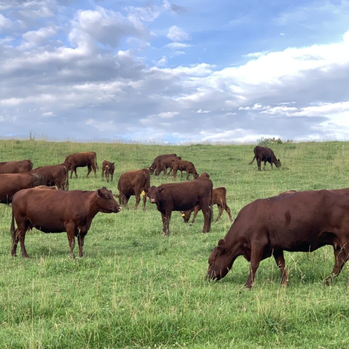 Red Poll Cattle grazing