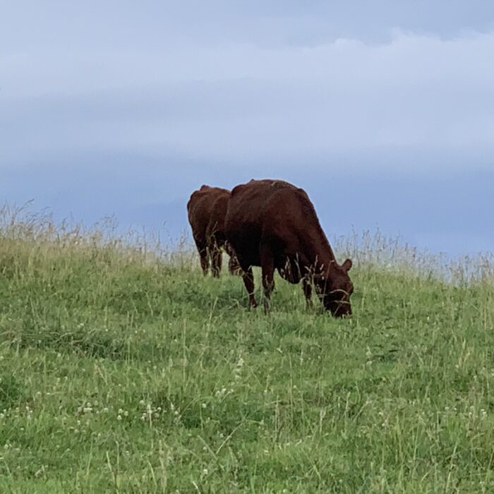 Two Red Poll Cows Grazing in the pasture
