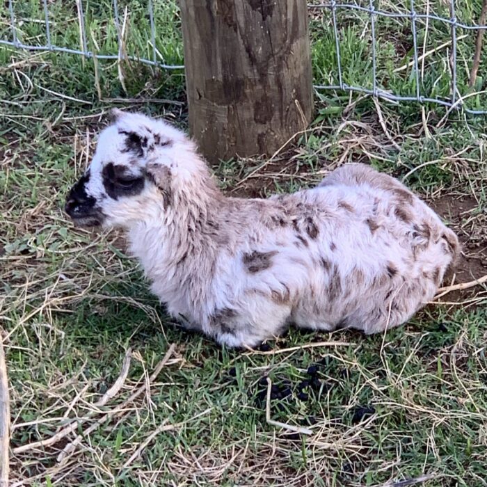 Brown Spotted Katahdin Lamb Laying Next to fence post