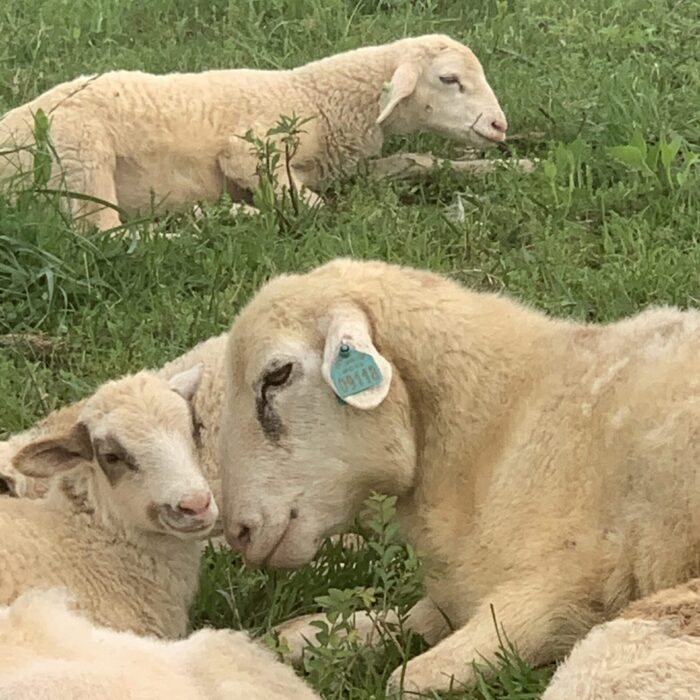 Ewe And Her Lamb