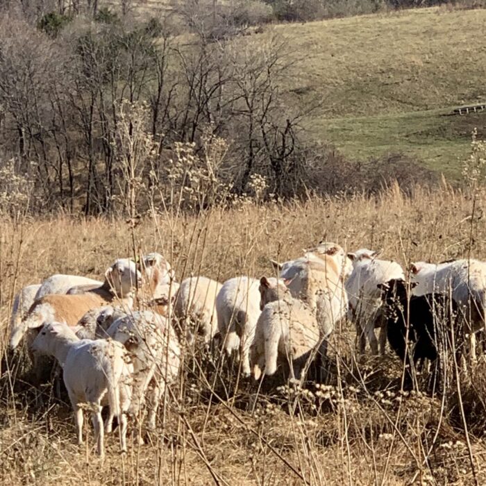 Small Herd Of Katahdin Sheep