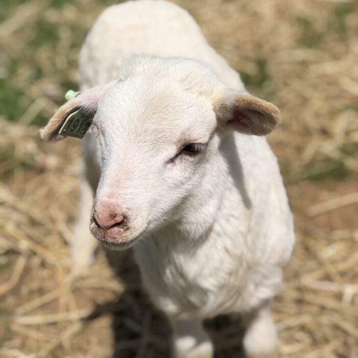 Close Up of white katahdin lamb