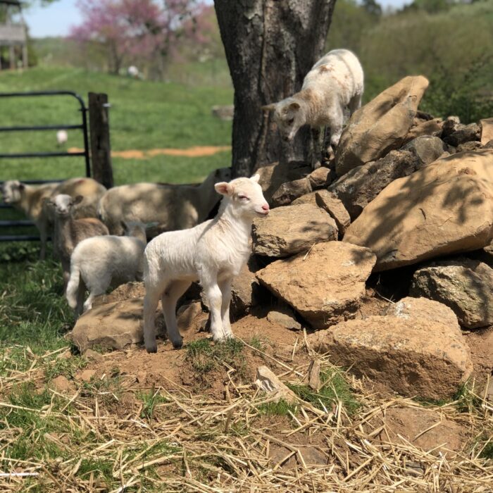 Katahdin Lambs Playing On Rocks