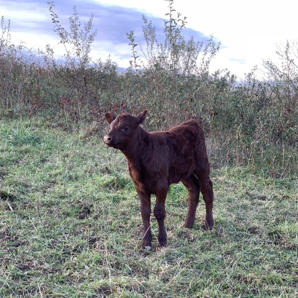 Red Poll Cattle For Sale Red Poll Heifers, Cows, Calves, Steers, Hides...