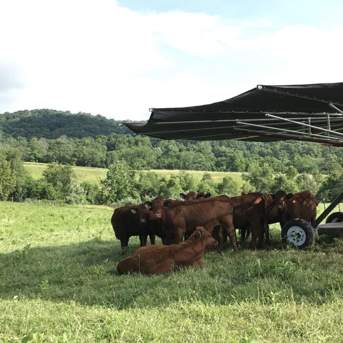 Red Poll Cattle huddled under the shade