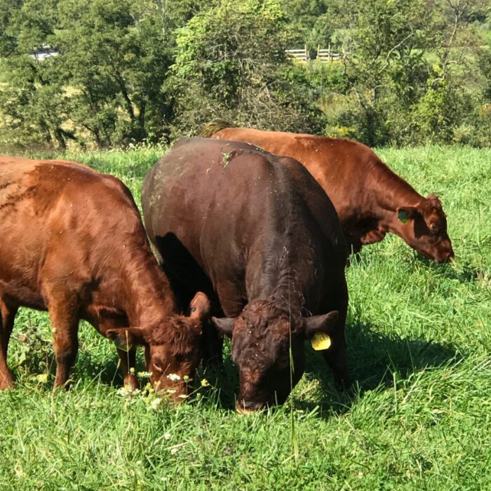 A Red Poll Bull and Two Cows