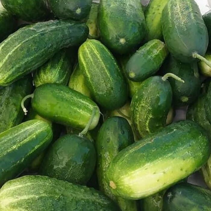 Cucumbers- produce for sale