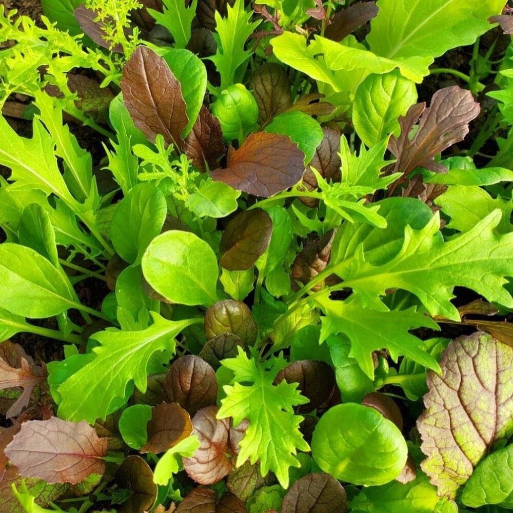 Salad Mix produce for sale